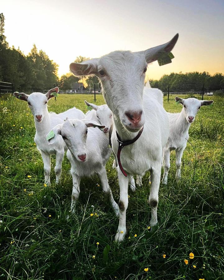 Pipowagens Bij Pannenkoekenrestaurant & Camping De Koppenjan 'Een Uniek Verblijf Met Kinderspeelboerderij' Jubbega-Schurega Exteriér fotografie