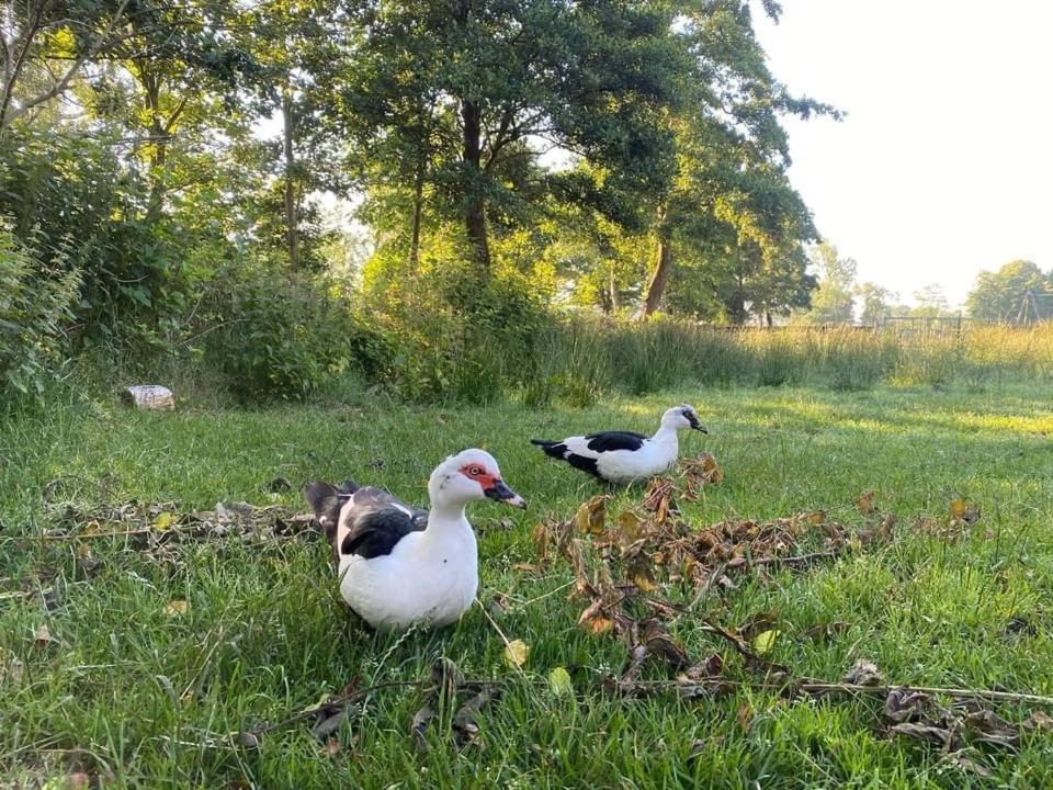 Pipowagens Bij Pannenkoekenrestaurant & Camping De Koppenjan 'Een Uniek Verblijf Met Kinderspeelboerderij' Jubbega-Schurega Exteriér fotografie